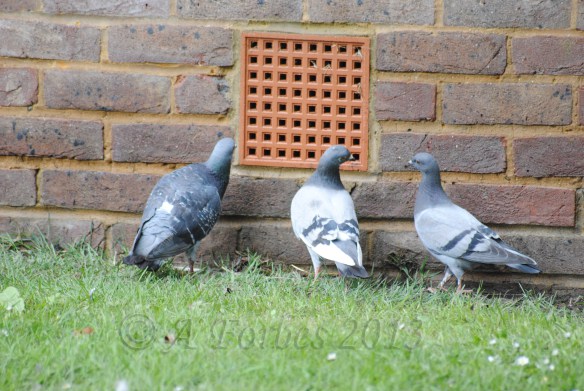 Copyright - A Mixed Bag