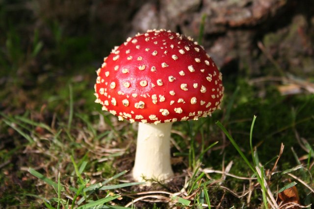Fly_Agaric_fungus_-_geograph.org.uk_-_263319