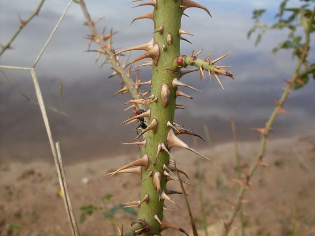 Briar_Rose_prickles_(3438080014)